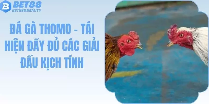 Đá Gà Thomo - Tái Hiện Đầy Đủ Các Giải Đấu Kịch Tính