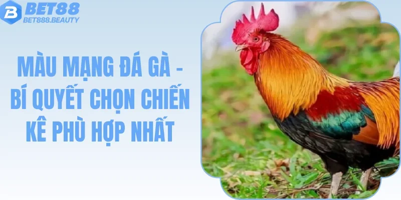Màu Mạng Gà Đá - Bí Quyết Chọn Chiến Kê Phù Hợp Nhất